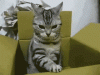gifki_s_kotami_026.gif